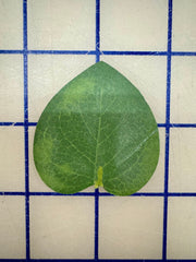 Flowers - Leaf Sets Green