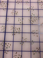 Sparkle Tulle- 54-inches Wide Magenta with Iridescent Gold Sparkles