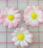 Flowers - Daisy Pink White 3-Pack
